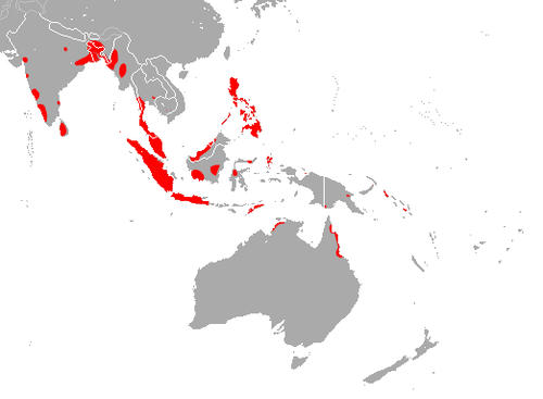 Naked-rumped pouched bat